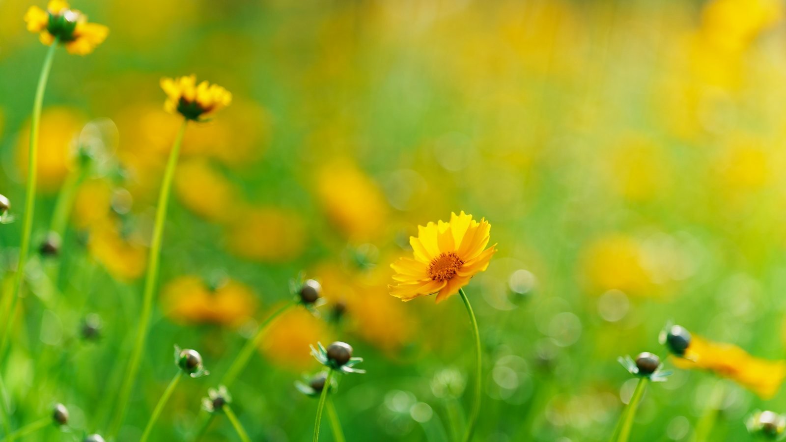 Prairie fleurie au printemps, saison des pollens