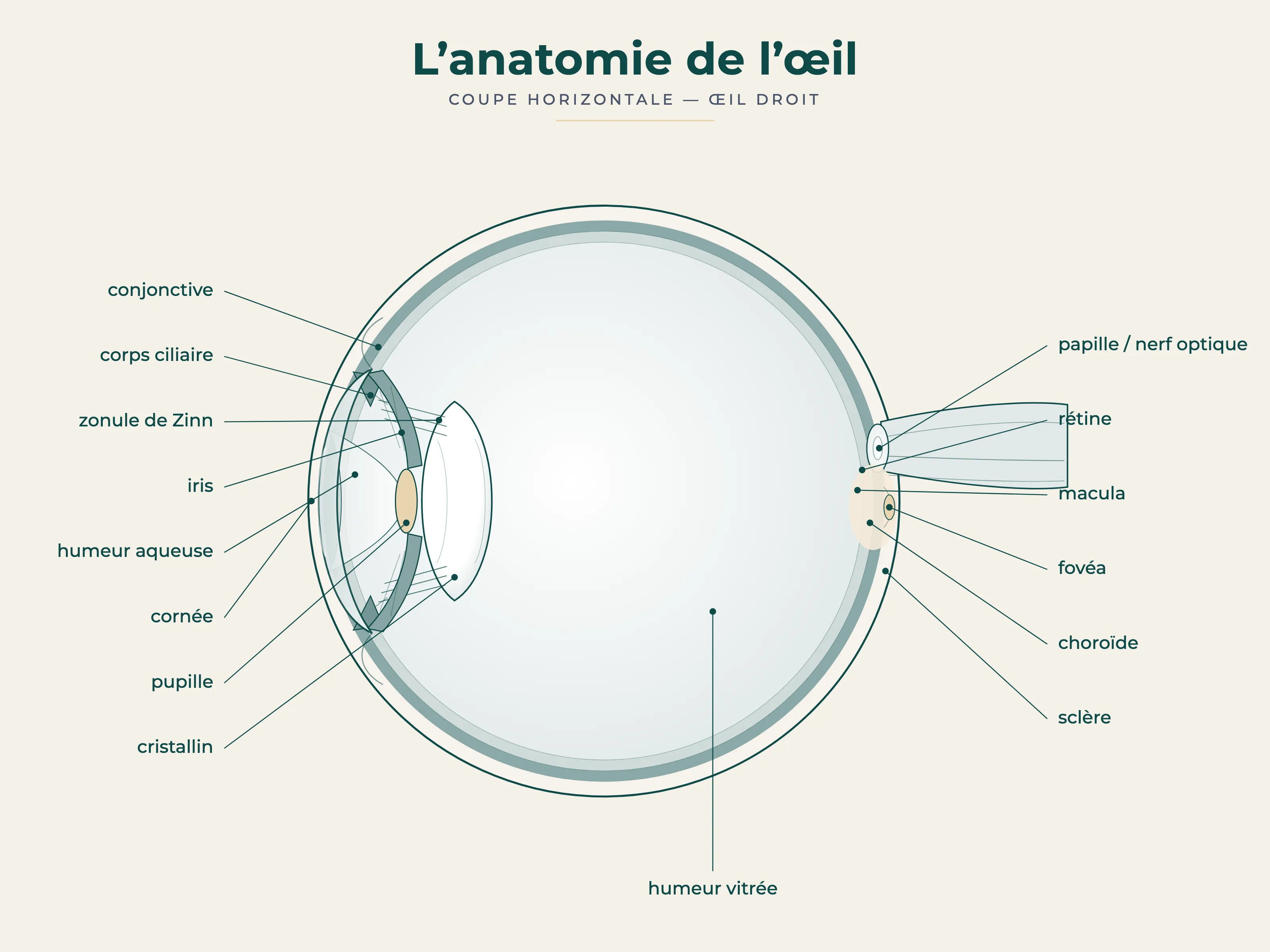 Schéma en coupe de l'anatomie de l'œil : cornée, iris, pupille, cristallin, humeur vitrée, rétine, macula, nerf optique et choroïde