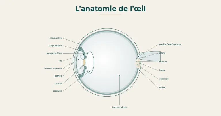 Anatomie de l oeil