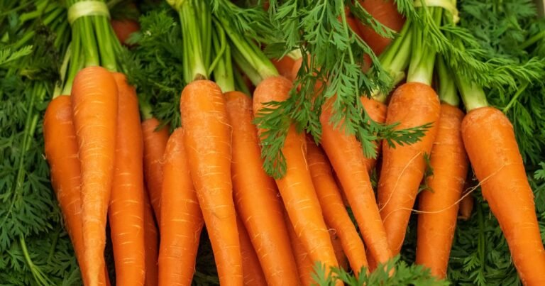Carottes fraîches — vignette de l article sur le mythe des carottes et de la vue