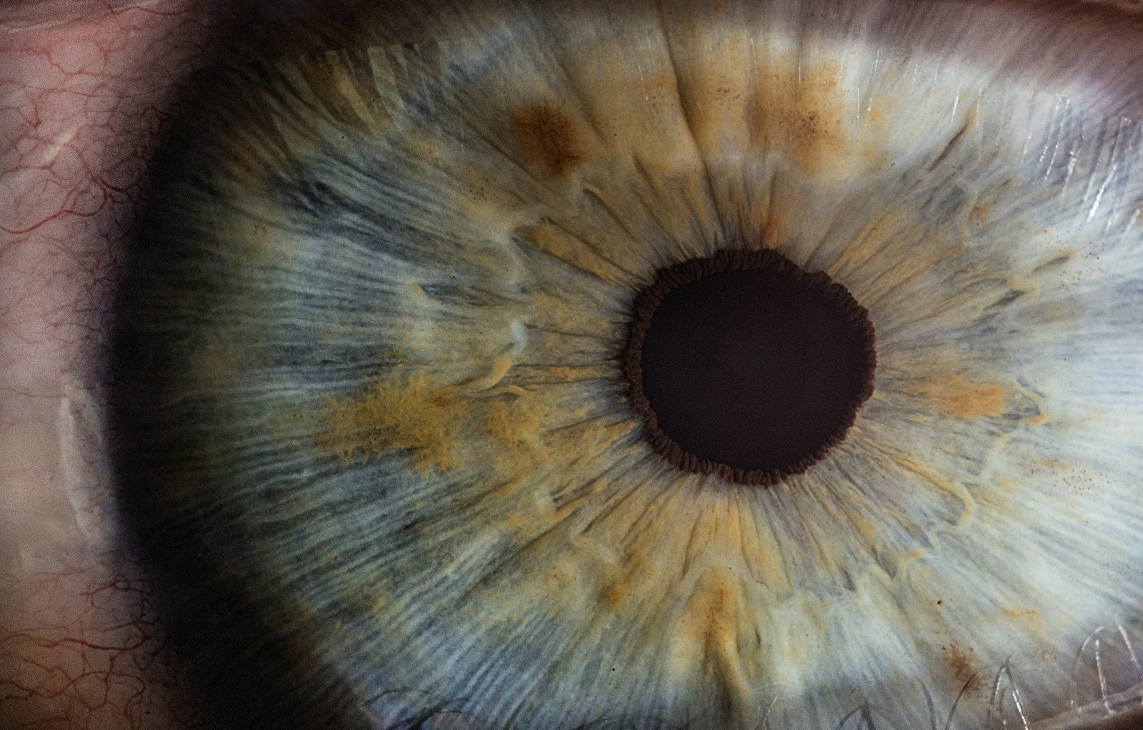 Macrophotographie d'un iris bleu-gris parcouru de taches brunes