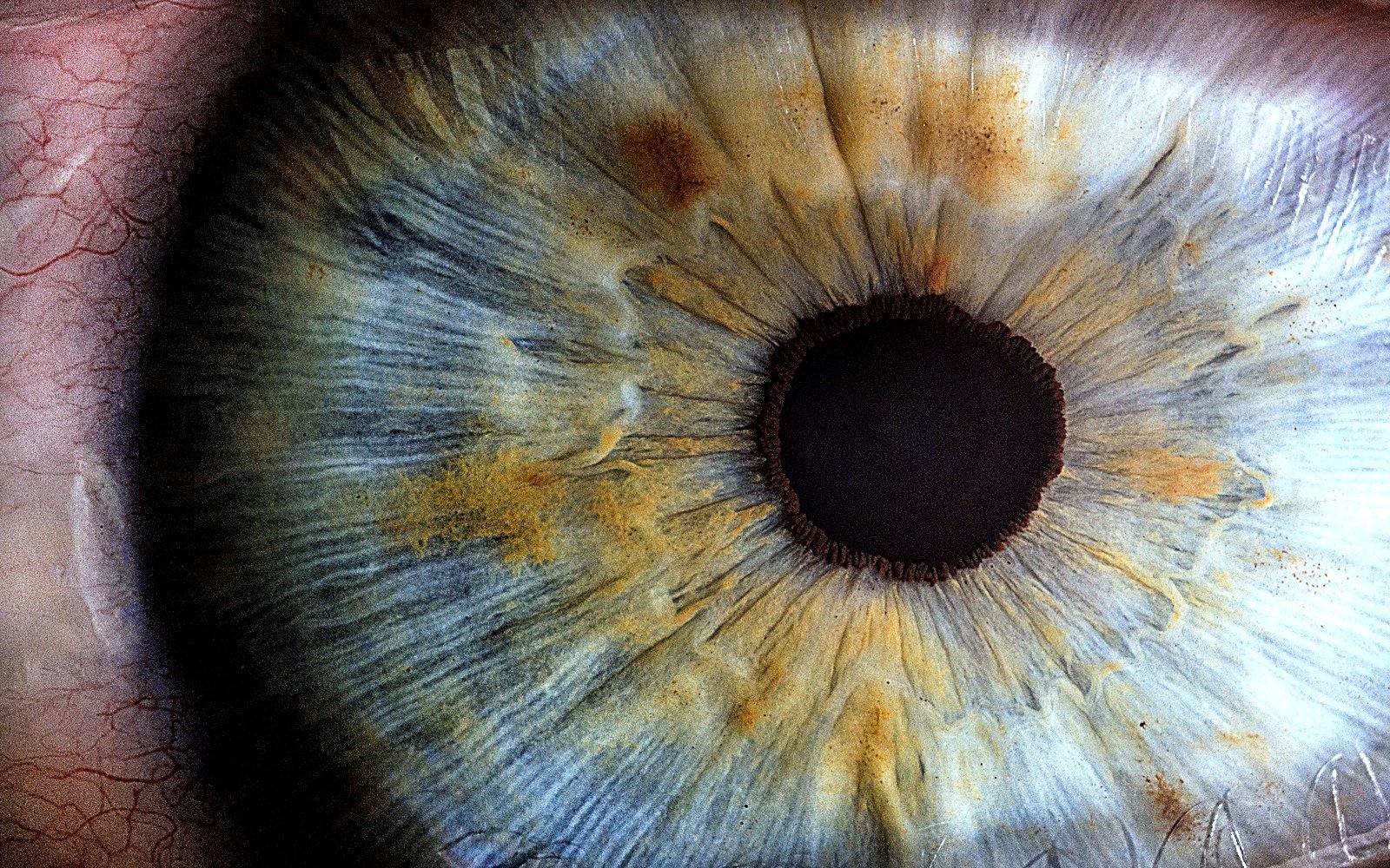 Macrophotographie d'un œil humain montrant l'iris et la cornée transparente