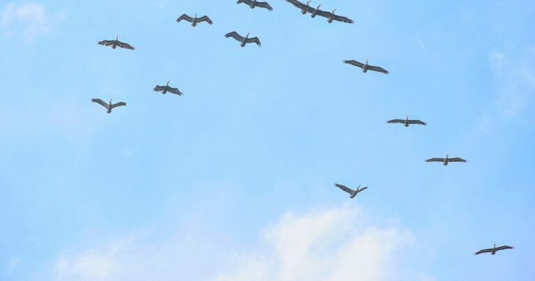 Flock of birds flying across a blue sky