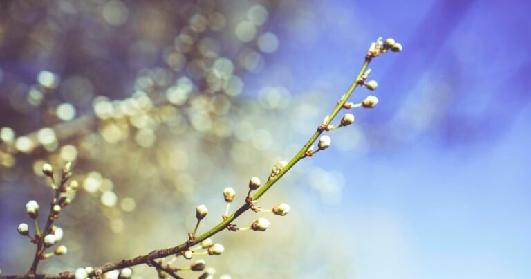 Blossoming branch against a spring sky
