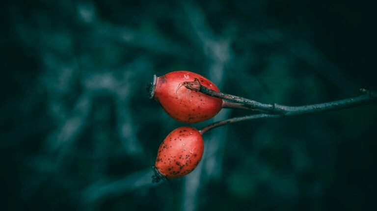 Deux baies rouges sur une branche, fond sombre