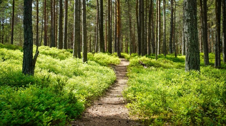 Chemin de terre qui se sépare en deux entre des arbres