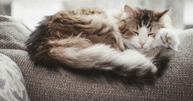 Chat tigré et blanc endormi sur un canapé gris